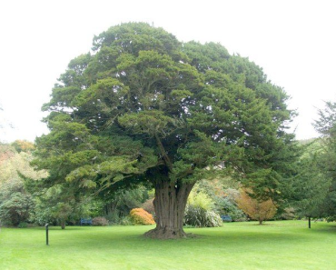 Thousand-year-old yew tree. This is one of two ancient yew trees situated within the "Plaisance" (a walled garden beside Kelburn Castle). The trees are certified as over one thousand years old.